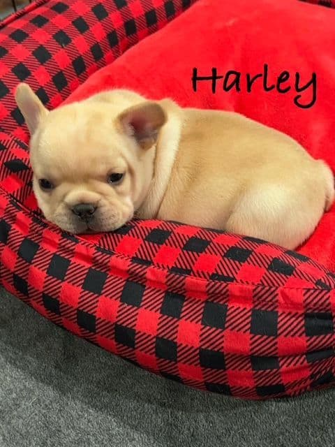 French Bulldog Puppies media 5