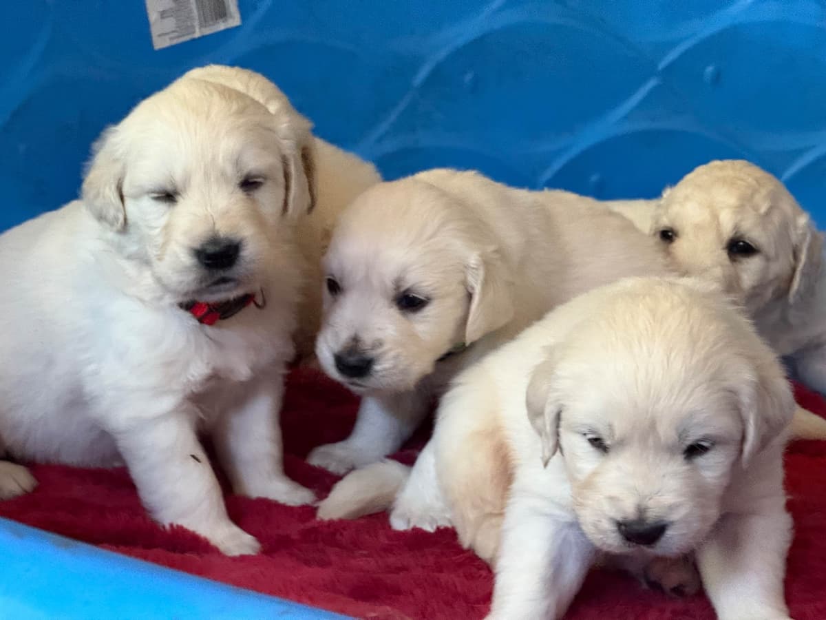 Golden Retriever Puppies( English Cream) breeder image 5