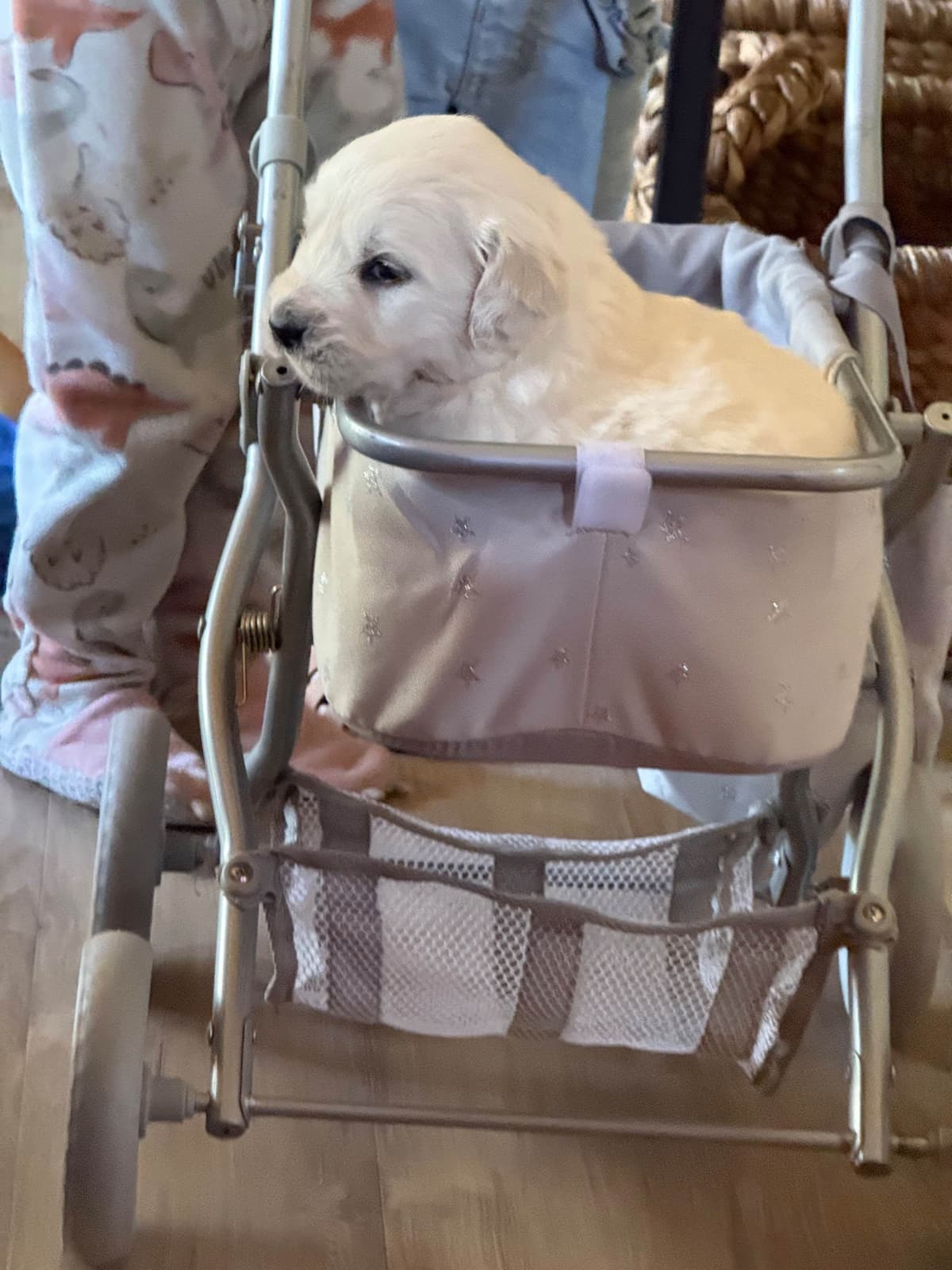 Golden Retriever Puppies( English Cream) breeder image 7