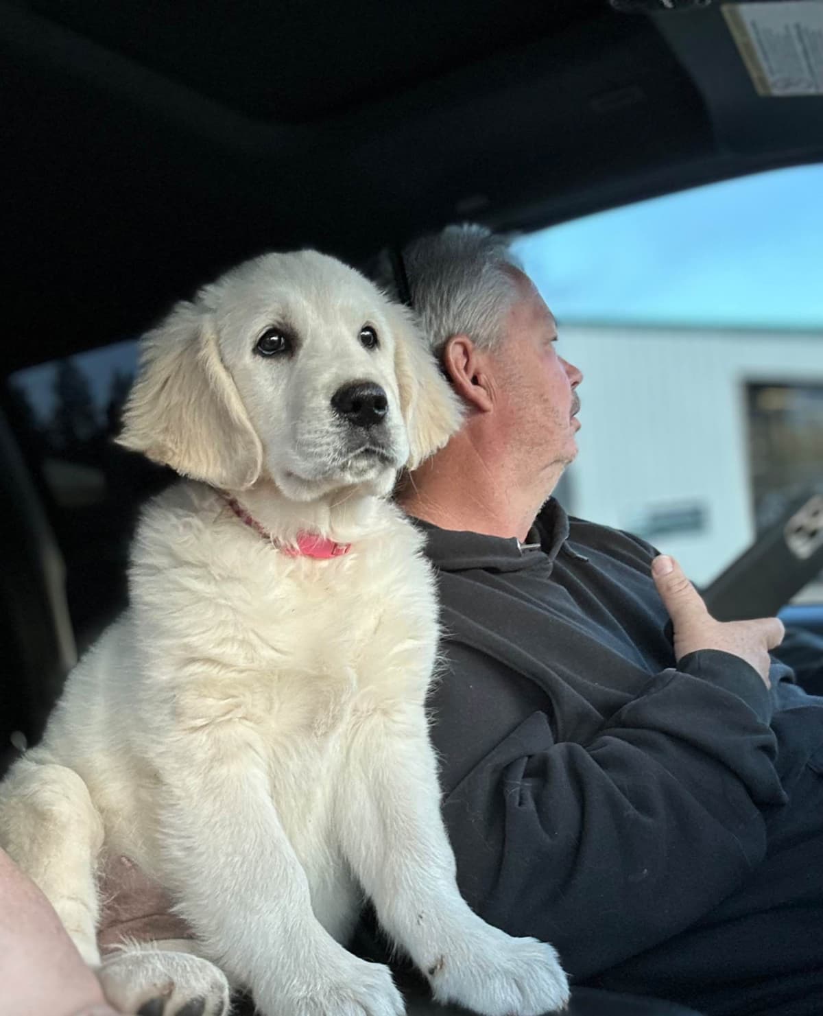 Golden Retriever Puppies( English Cream) breeder image 8