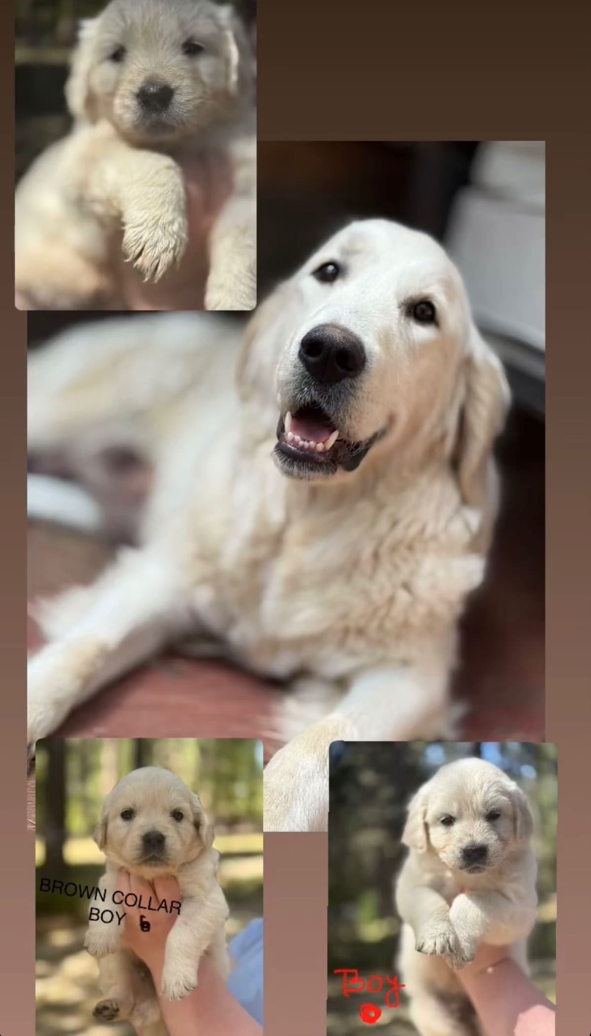 Golden Retriever Puppies( English Cream) breeder image 9
