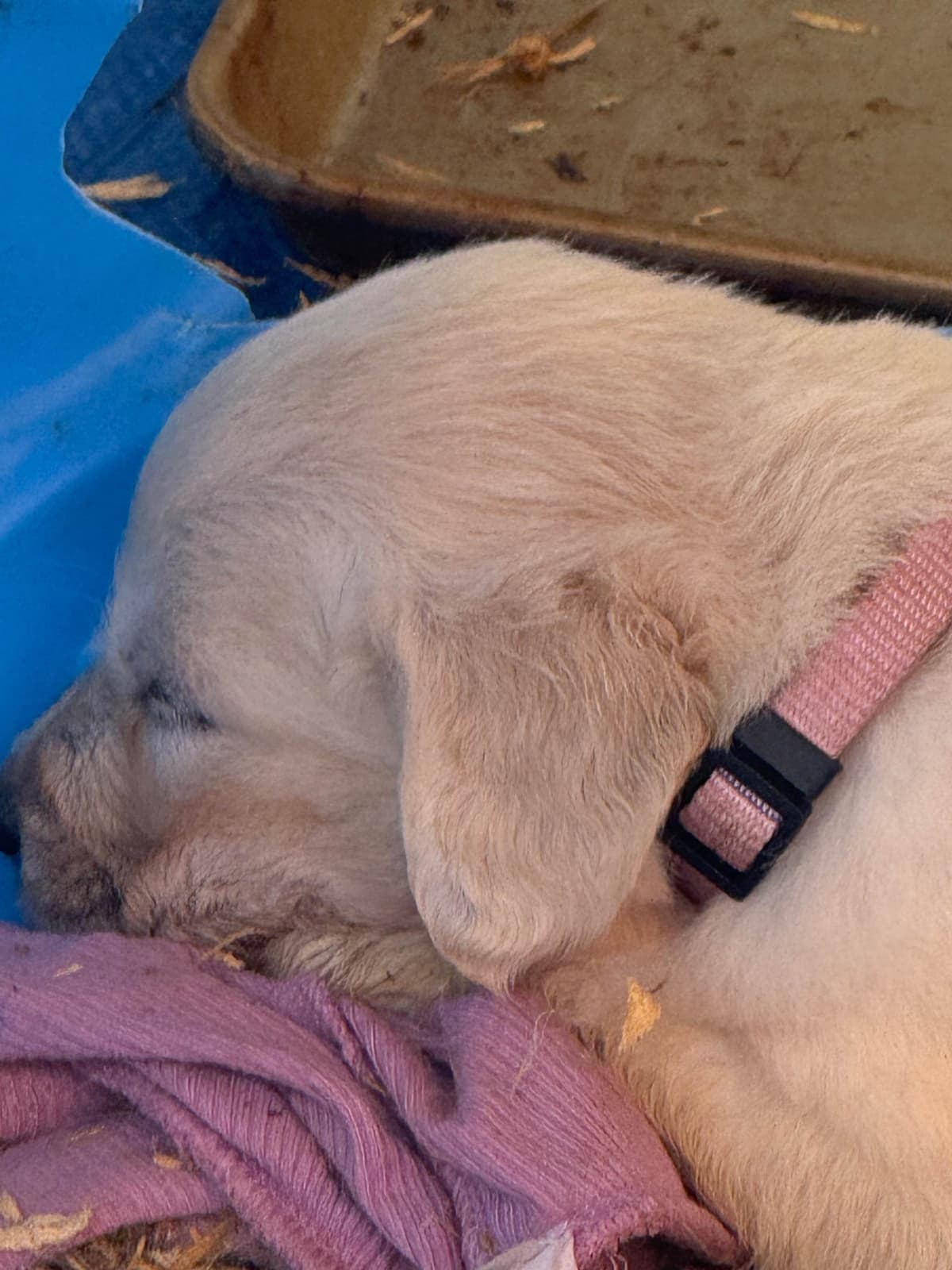 Golden Retriever Puppies( English Cream) breeder image 10