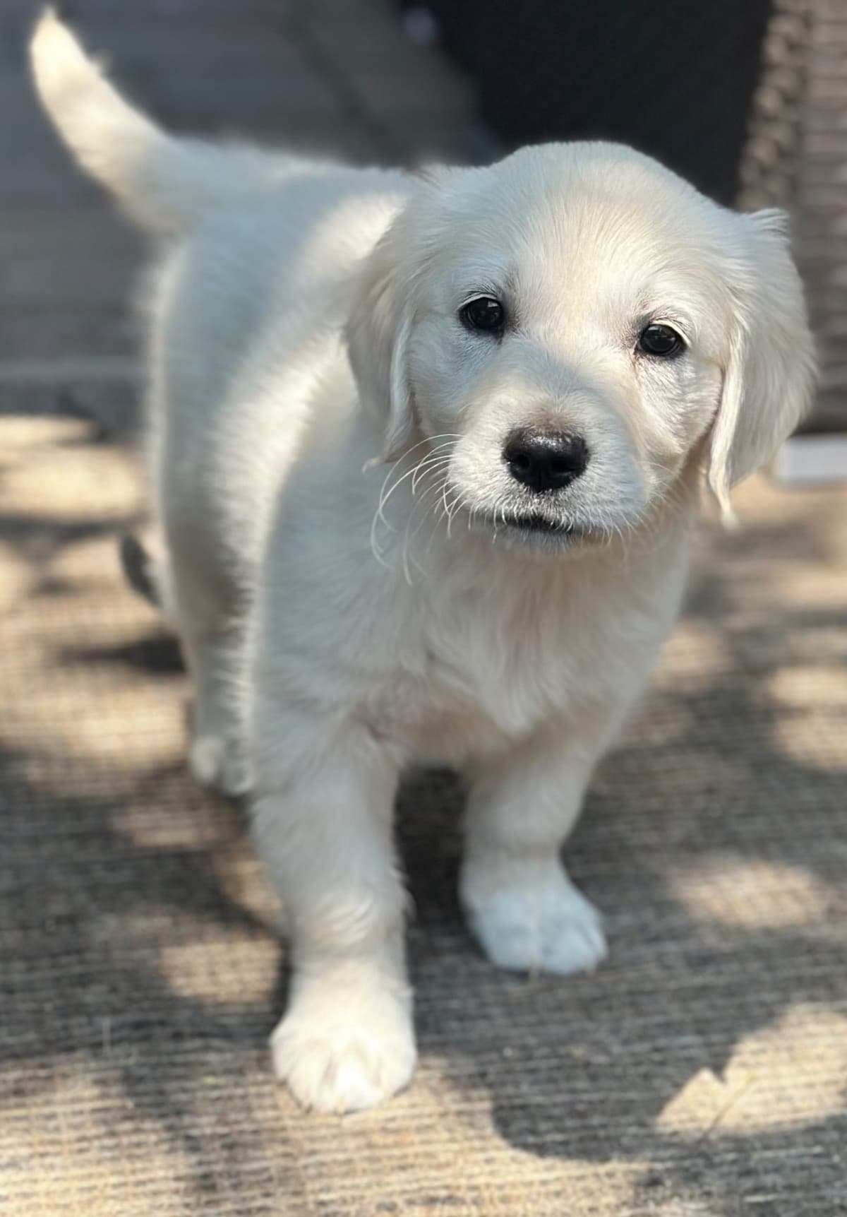 Golden Retriever Puppies( English Cream) breeder image 4