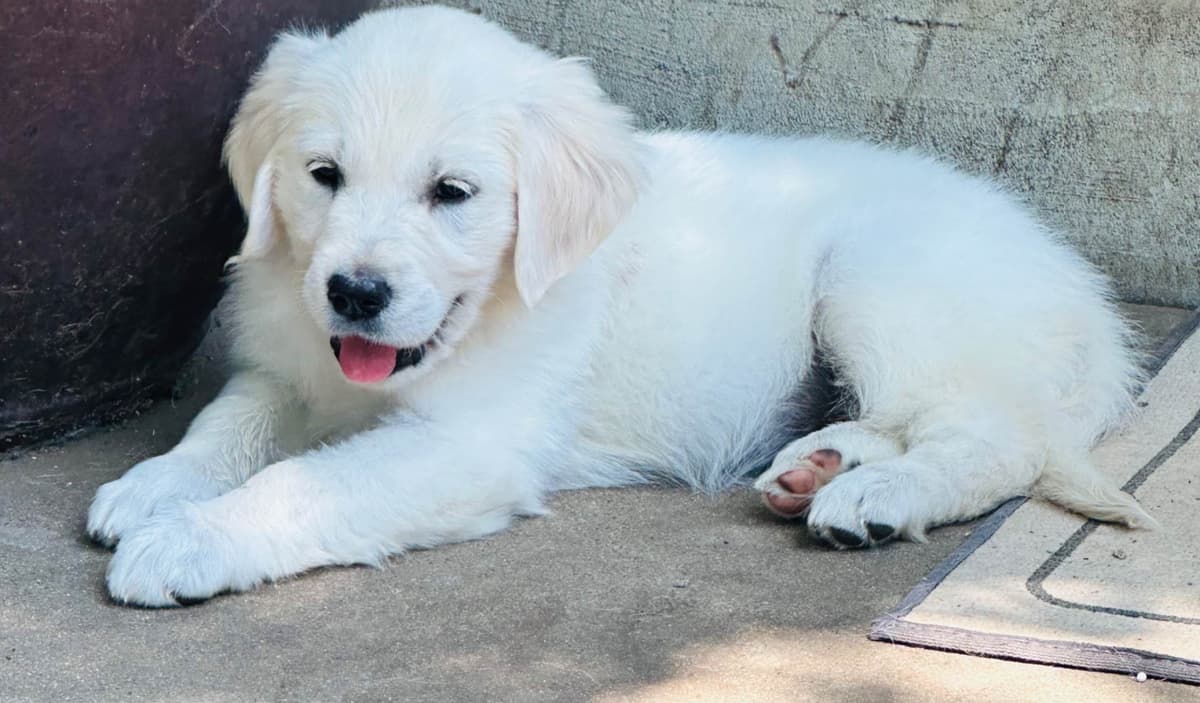 Golden Retriever Puppies( English Cream) breeder image 3