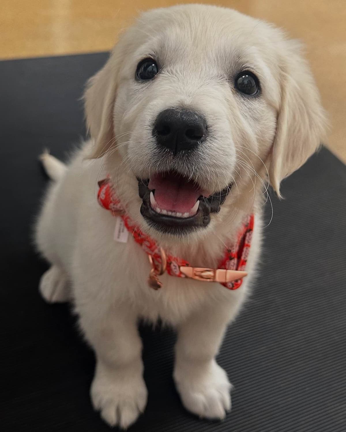 Golden Retriever Puppies( English Cream) breeder image 2