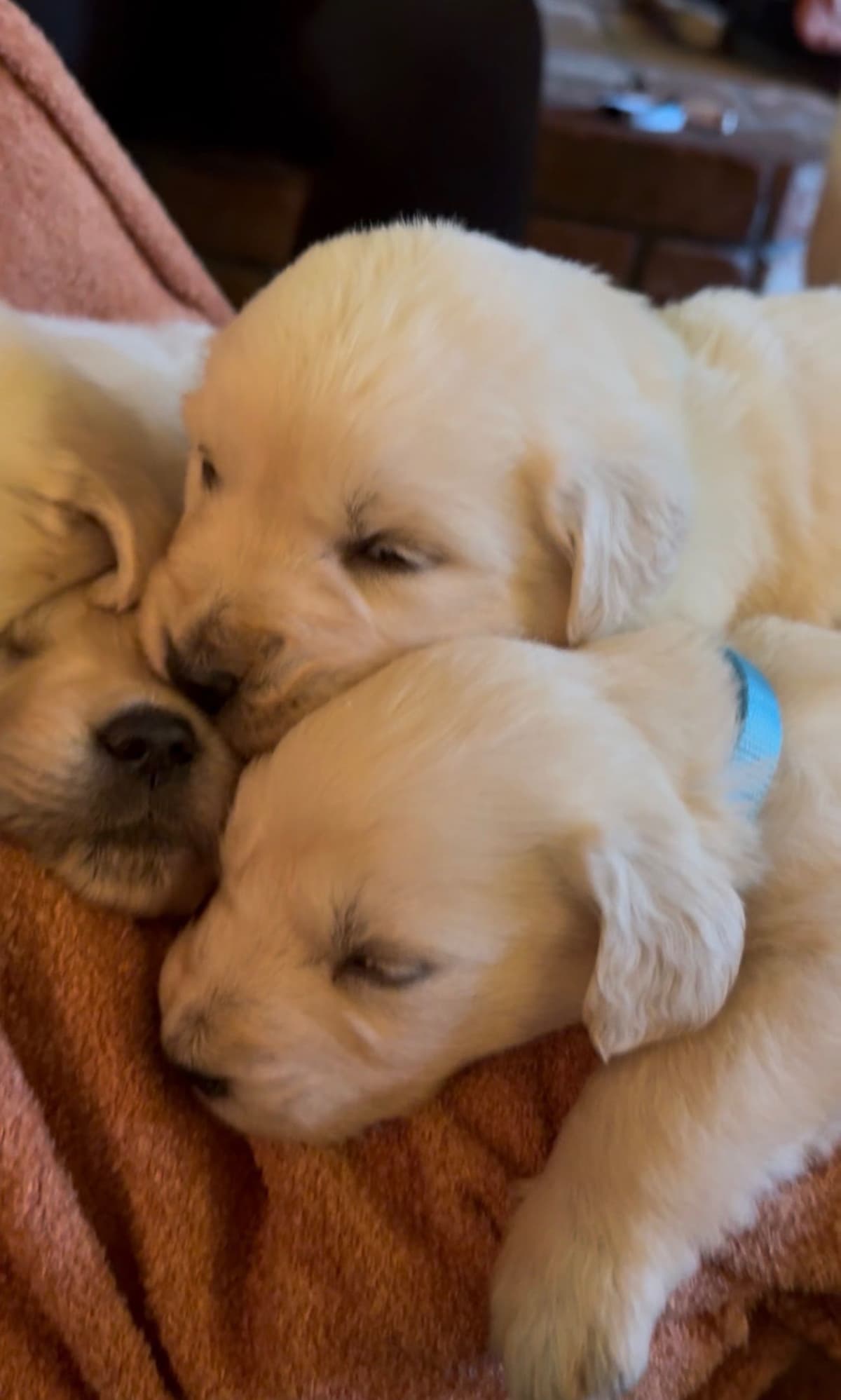 Golden Retriever Puppies( English Cream) breeder image 11