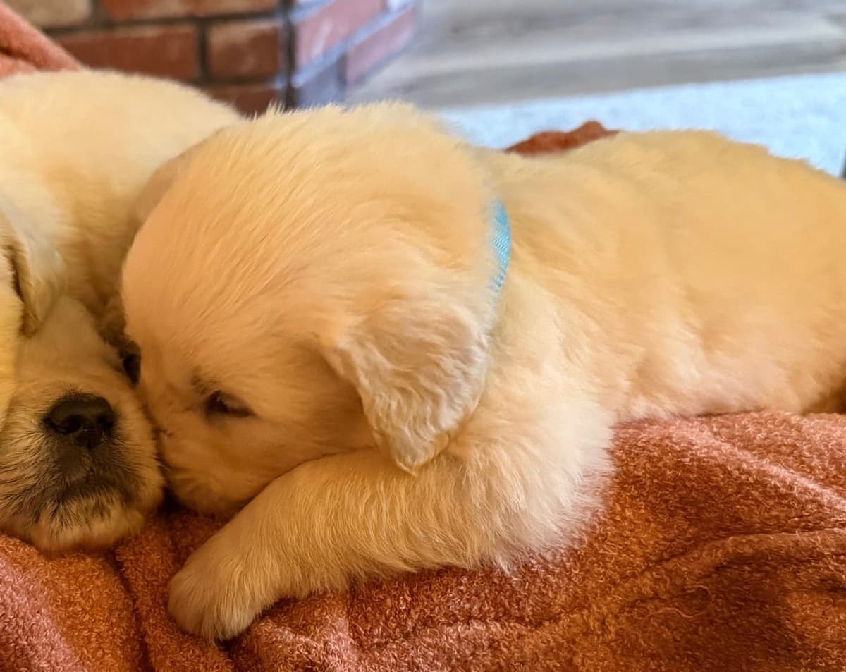 Golden Retriever Puppies( English Cream) breeder image 12