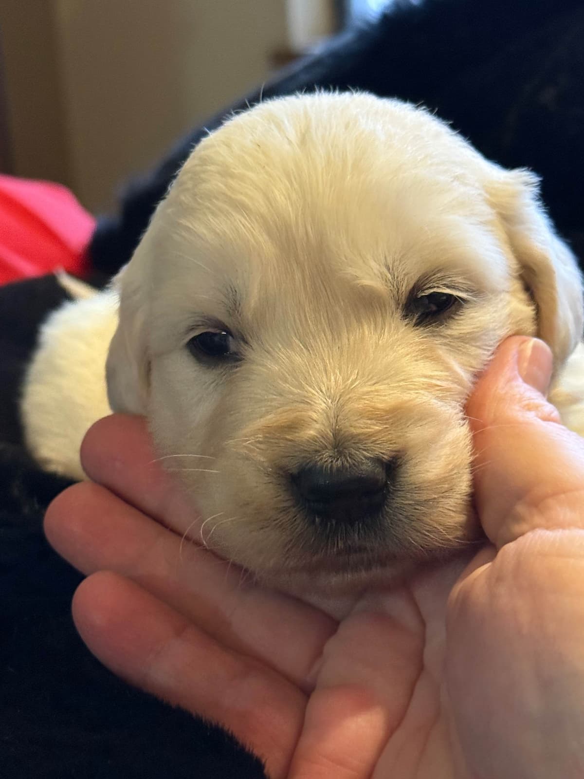 Golden Retriever Puppies( English Cream) breeder image 13