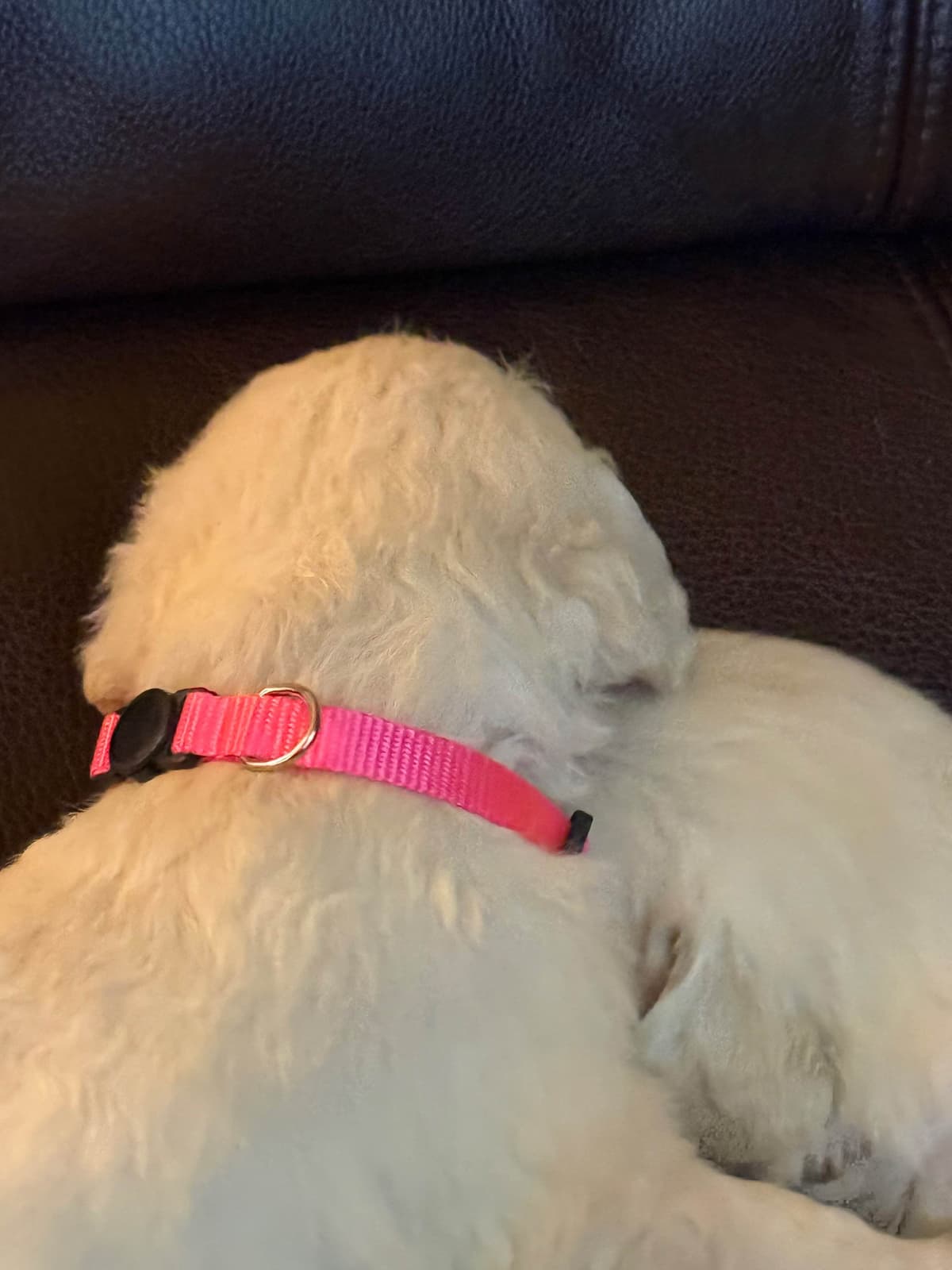 Golden Retriever Puppies( English Cream) breeder image 14
