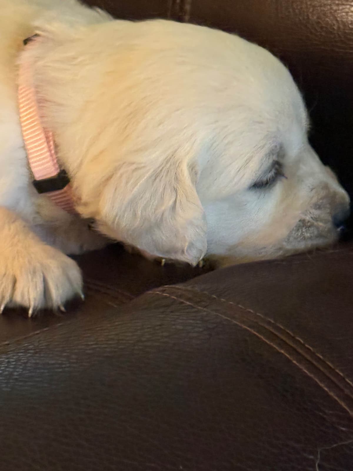 Golden Retriever Puppies( English Cream) breeder image 15