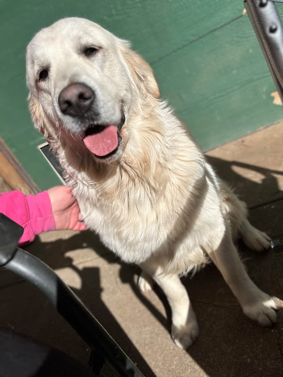 Golden Retriever Puppies( English Cream) breeder image 16