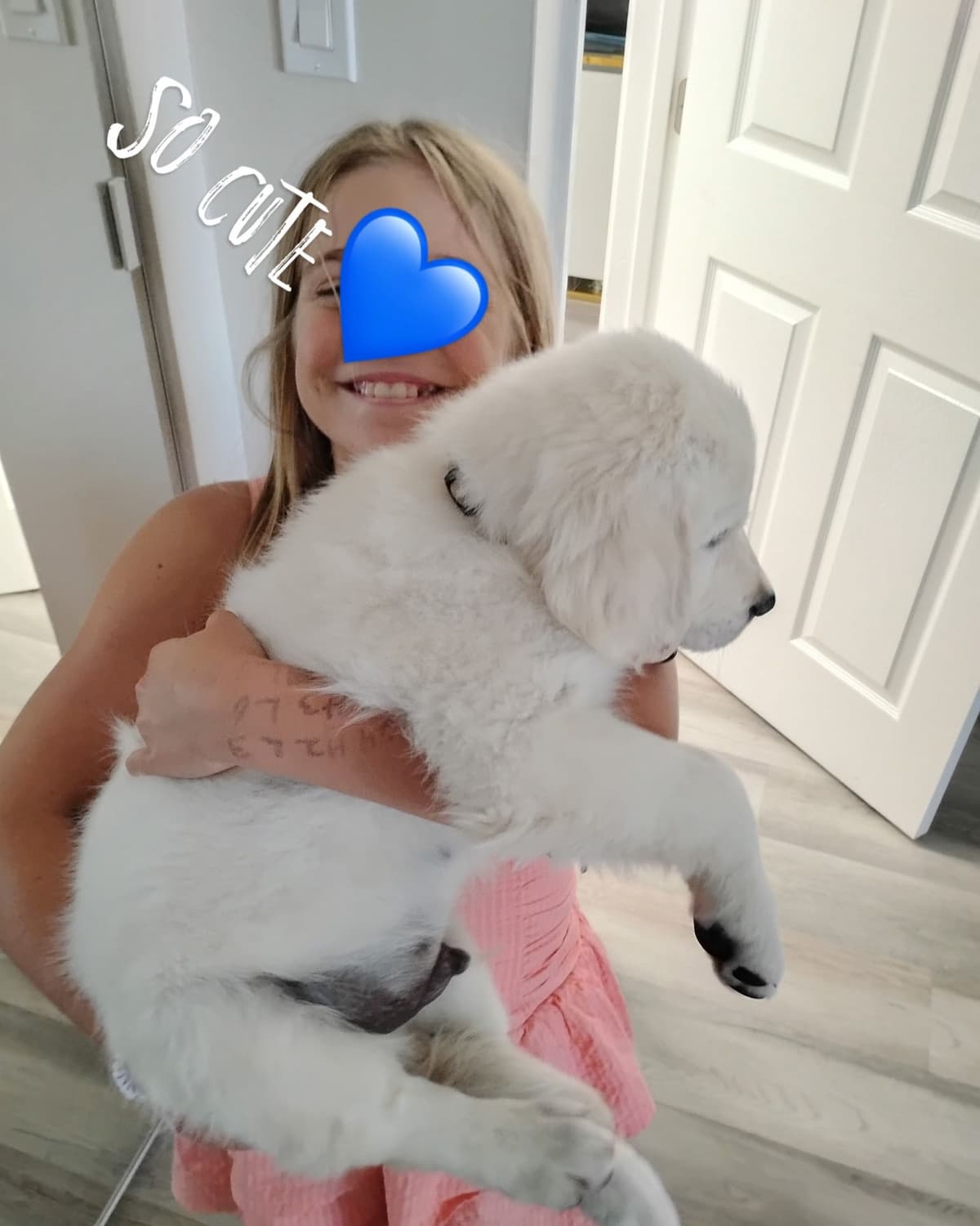 Golden Retriever Puppies( English Cream) breeder image 18