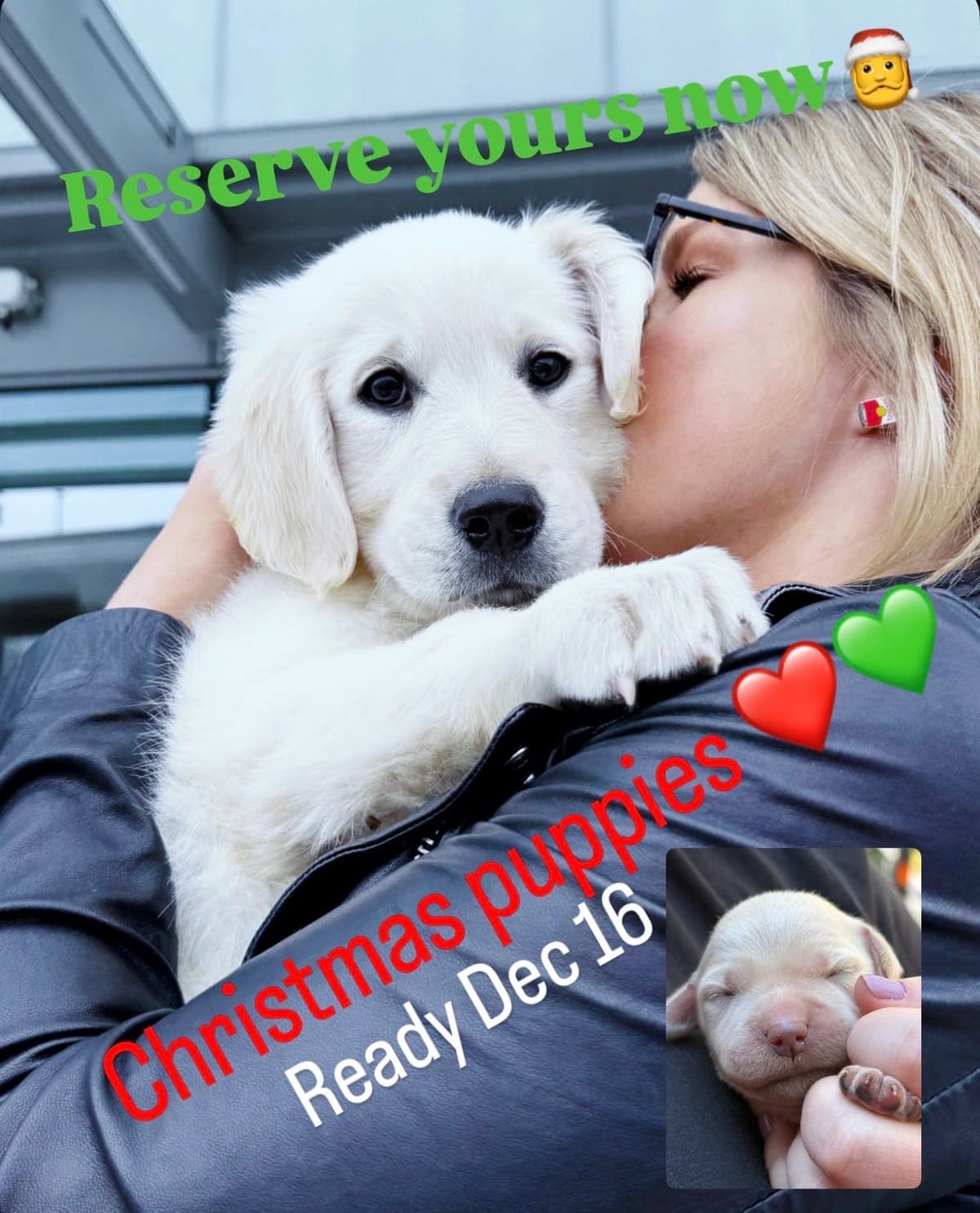 Golden Retriever Puppies( English Cream) breeder image 1