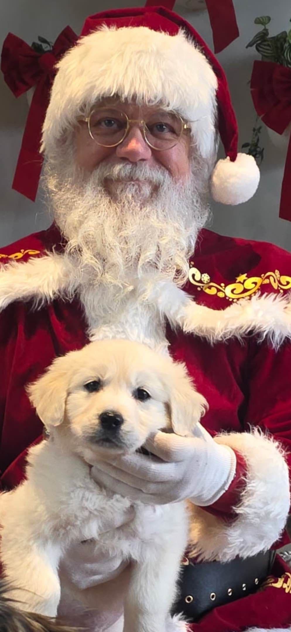 Golden Retriever Puppies( English Cream) breeder image 21