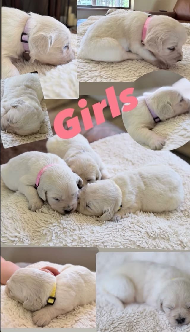 Golden Retriever Puppies( English Cream) media 5