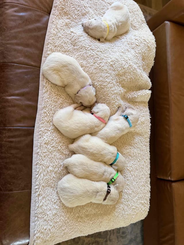 Golden Retriever Puppies( English Cream) media 6