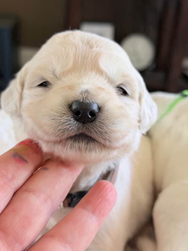 Golden Retriever Puppies( English Cream) media 7