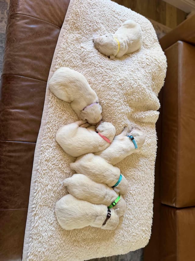 Golden Retriever Puppies( English Cream) media 8