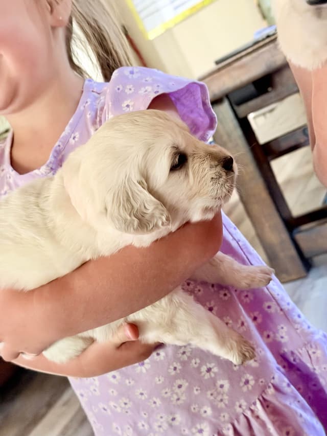 Golden Retriever Puppies( English Cream) media 14