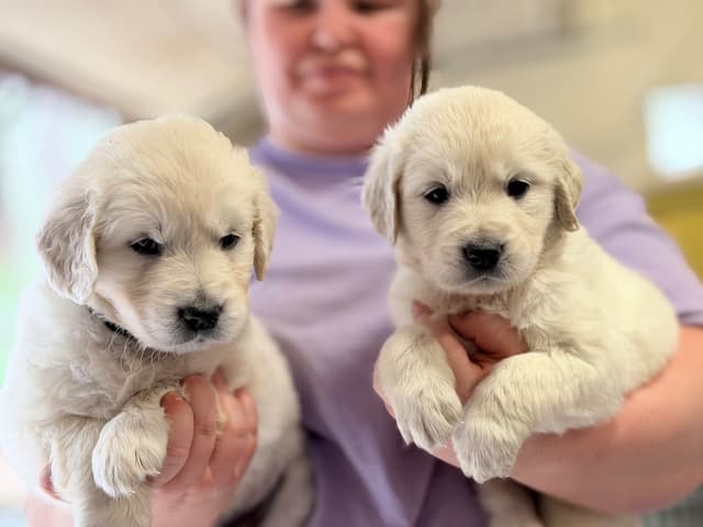 Golden Retriever Puppies( English Cream) media 15