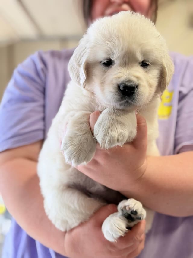 Golden Retriever Puppies( English Cream) media 16