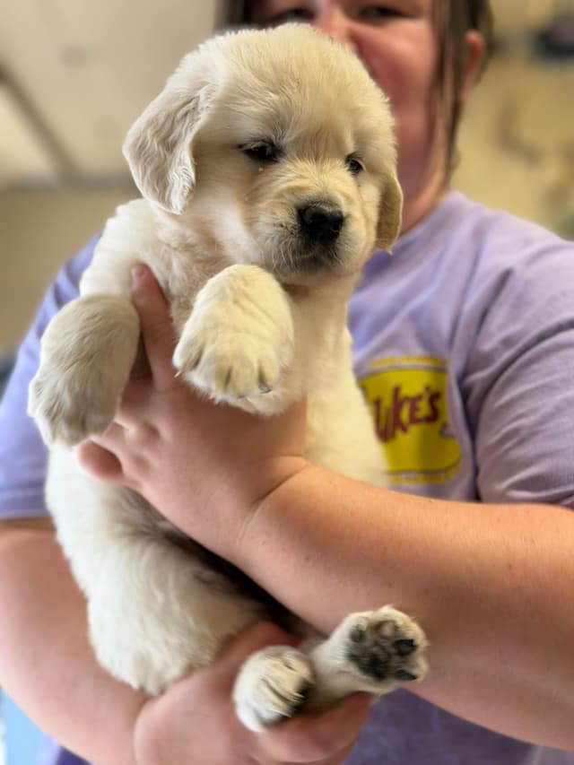 Golden Retriever Puppies( English Cream) media 17