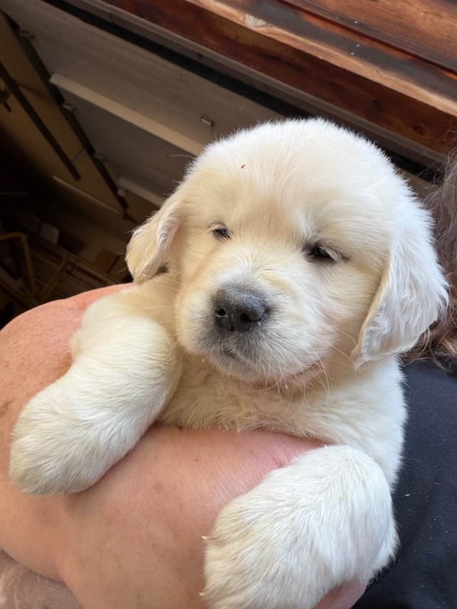 Golden Retriever Puppies( English Cream) media 4