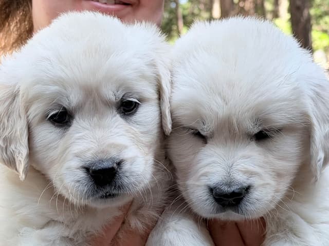 Golden Retriever Puppies( English Cream) media 9