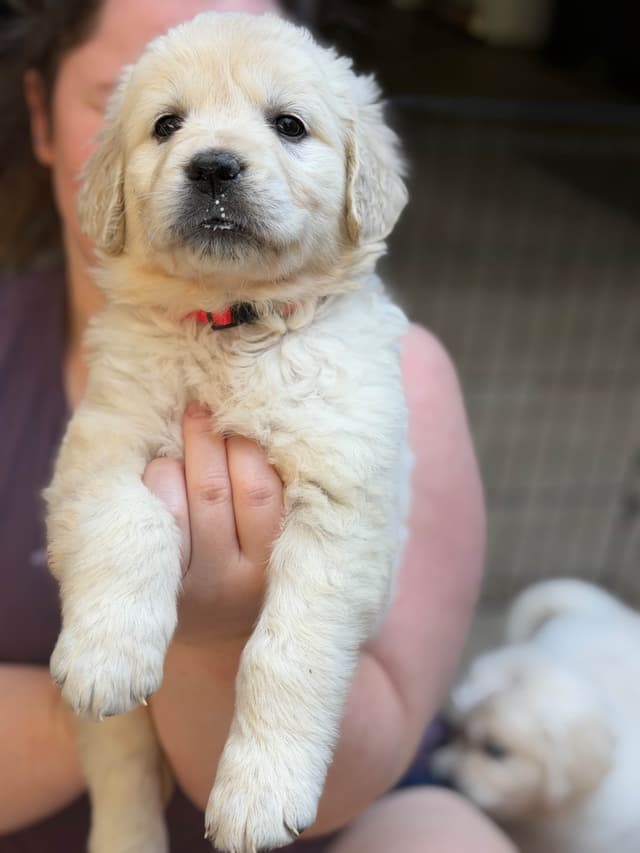 Golden Retriever Puppies( English Cream) media 10