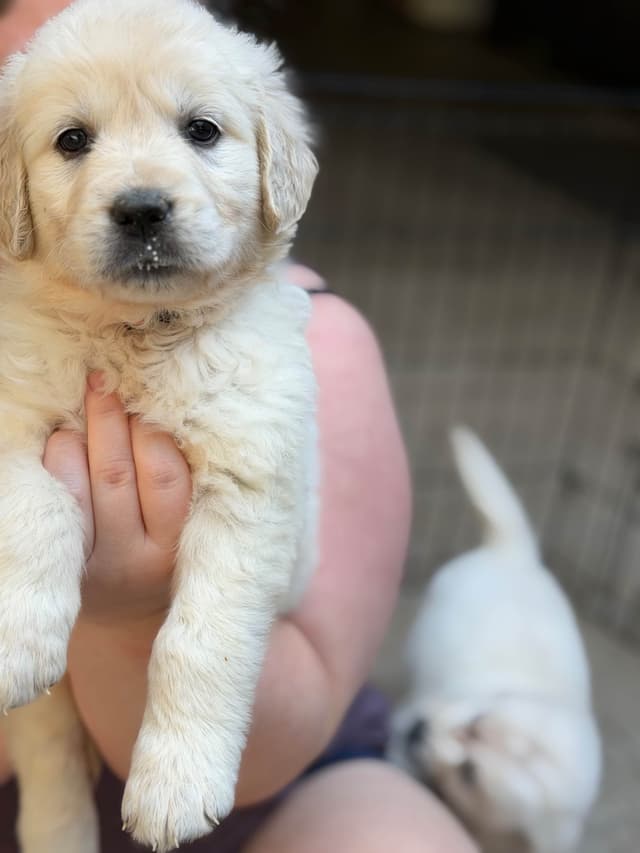 Golden Retriever Puppies( English Cream) media 18