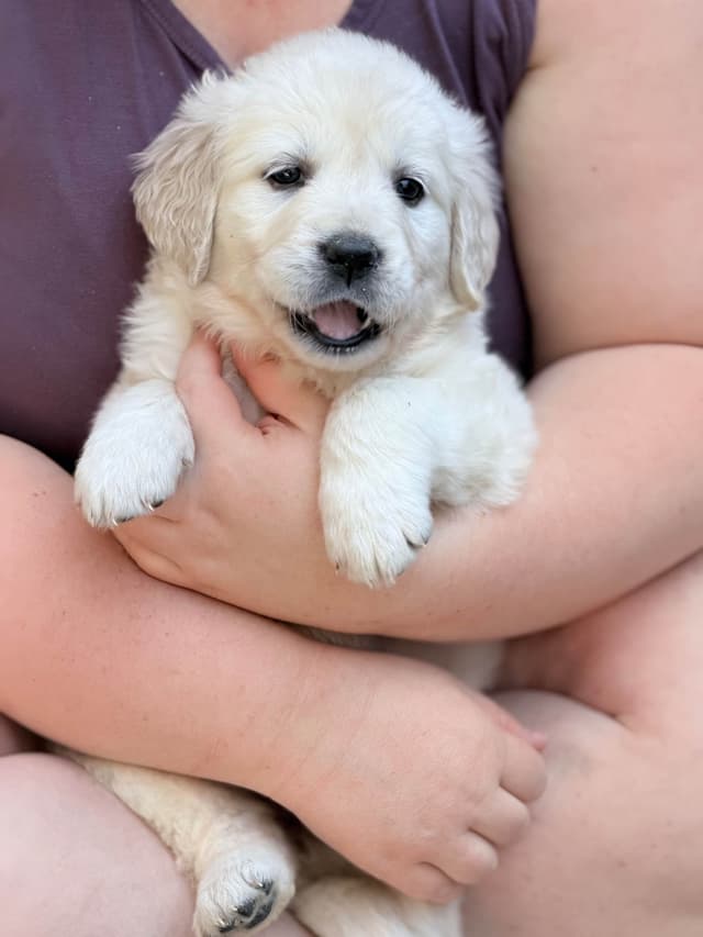 Golden Retriever Puppies( English Cream) media 11