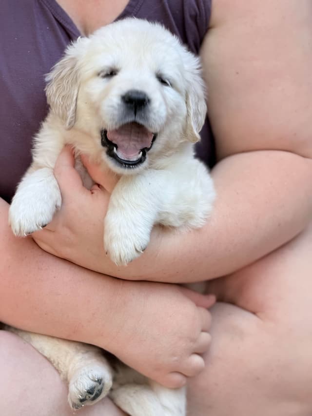 Golden Retriever Puppies( English Cream) media 3