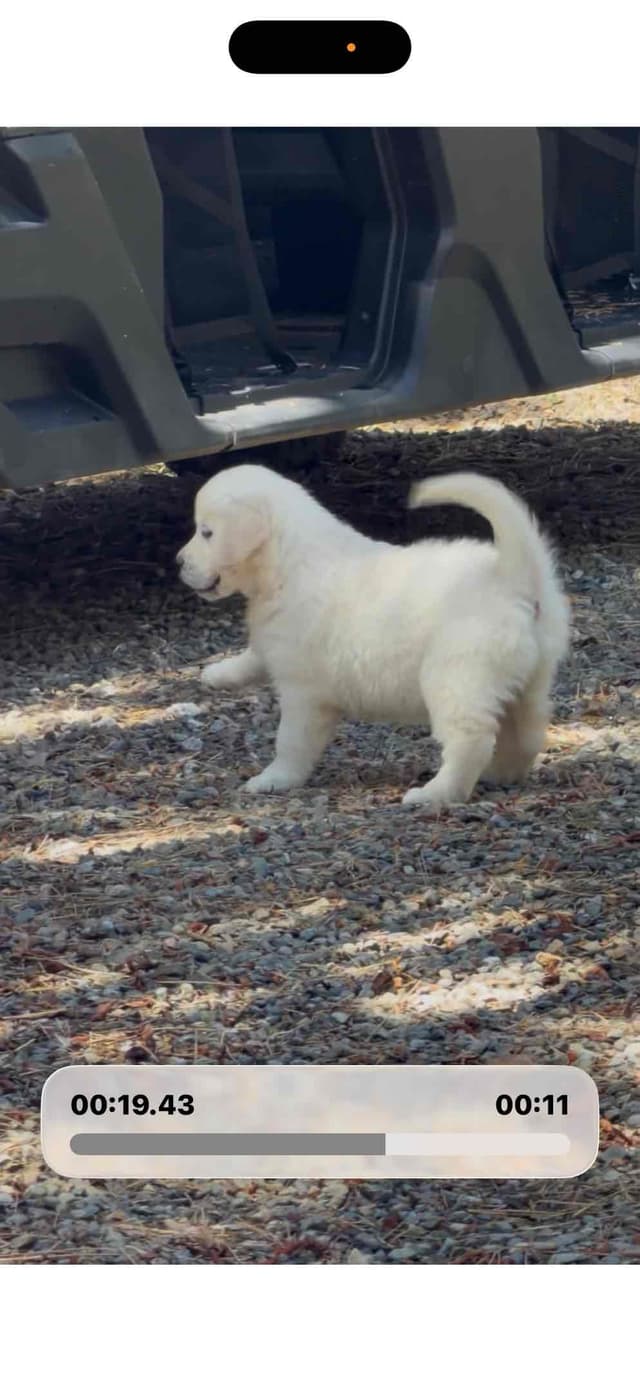 Golden Retriever Puppies( English Cream) media 19