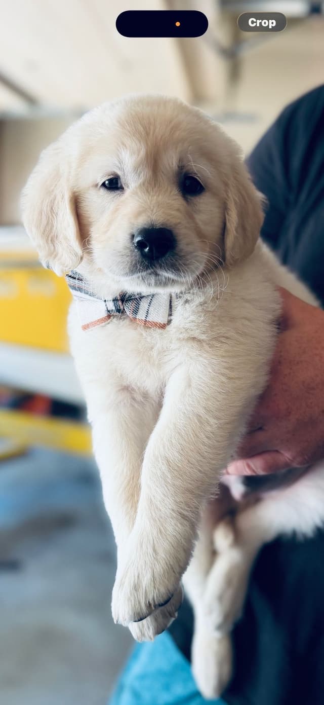 Golden Retriever Puppies( English Cream) media 20