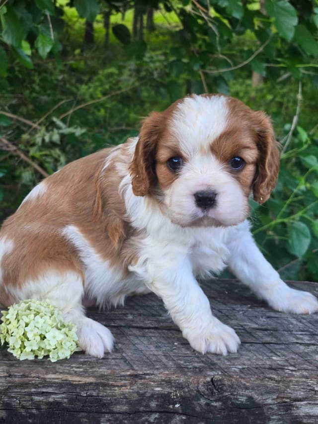 Cavalier King Charles Spaniel Puppies media 3