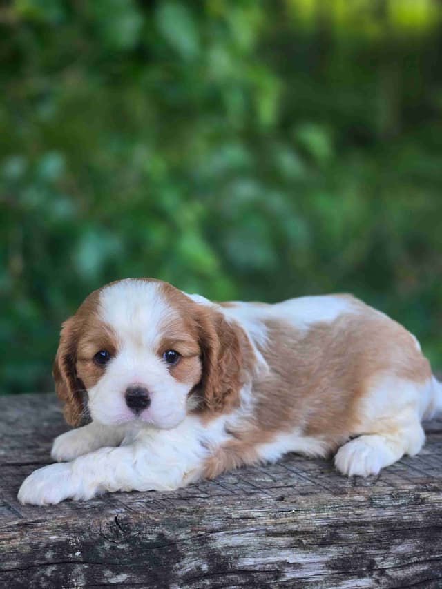 Cavalier King Charles Spaniel Puppies media 4