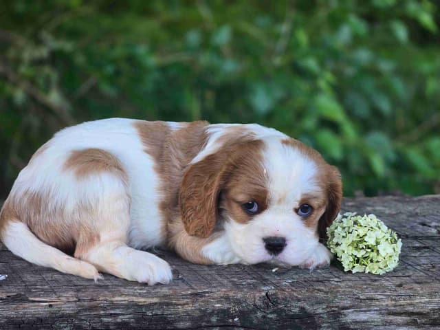Cavalier King Charles Spaniel Puppies media 5