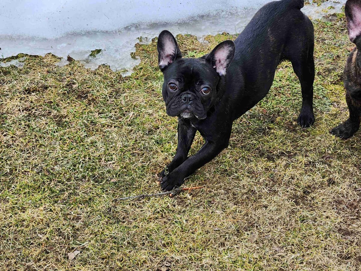 French Bulldog Puppies breeder image 1