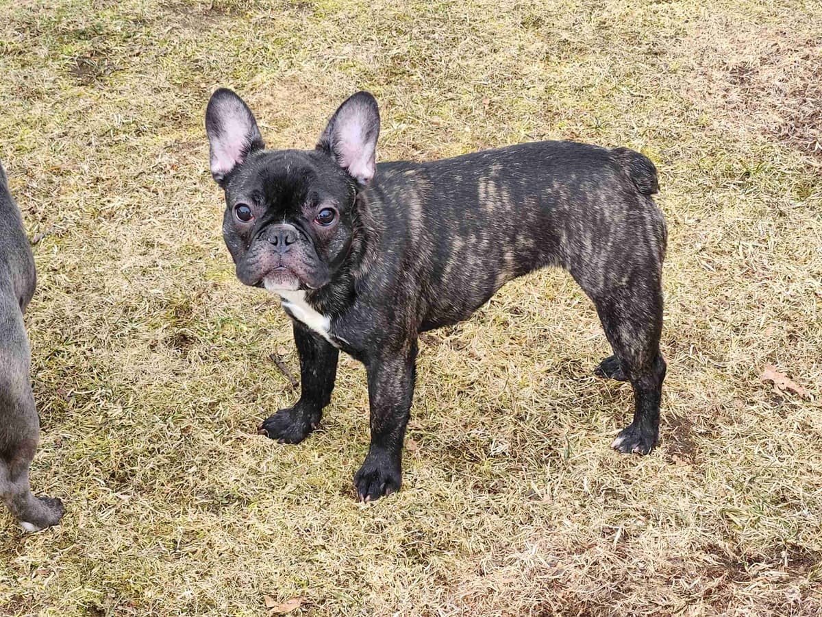 French Bulldog Puppies breeder image 2