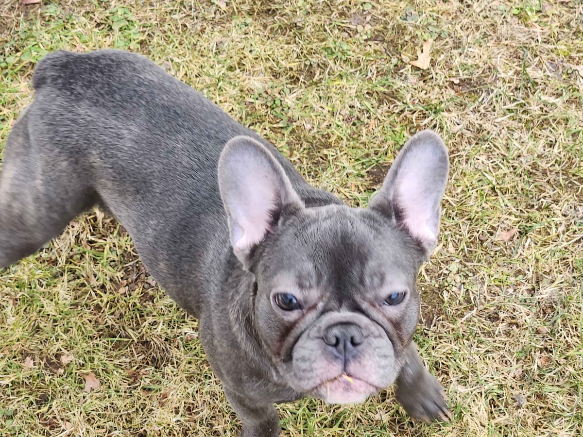 French Bulldog Puppies breeder image 3