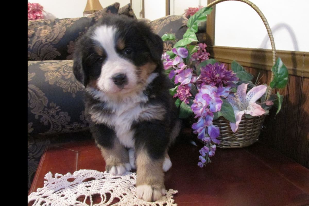 Bernese Mountain Dog Puppies breeder image 2