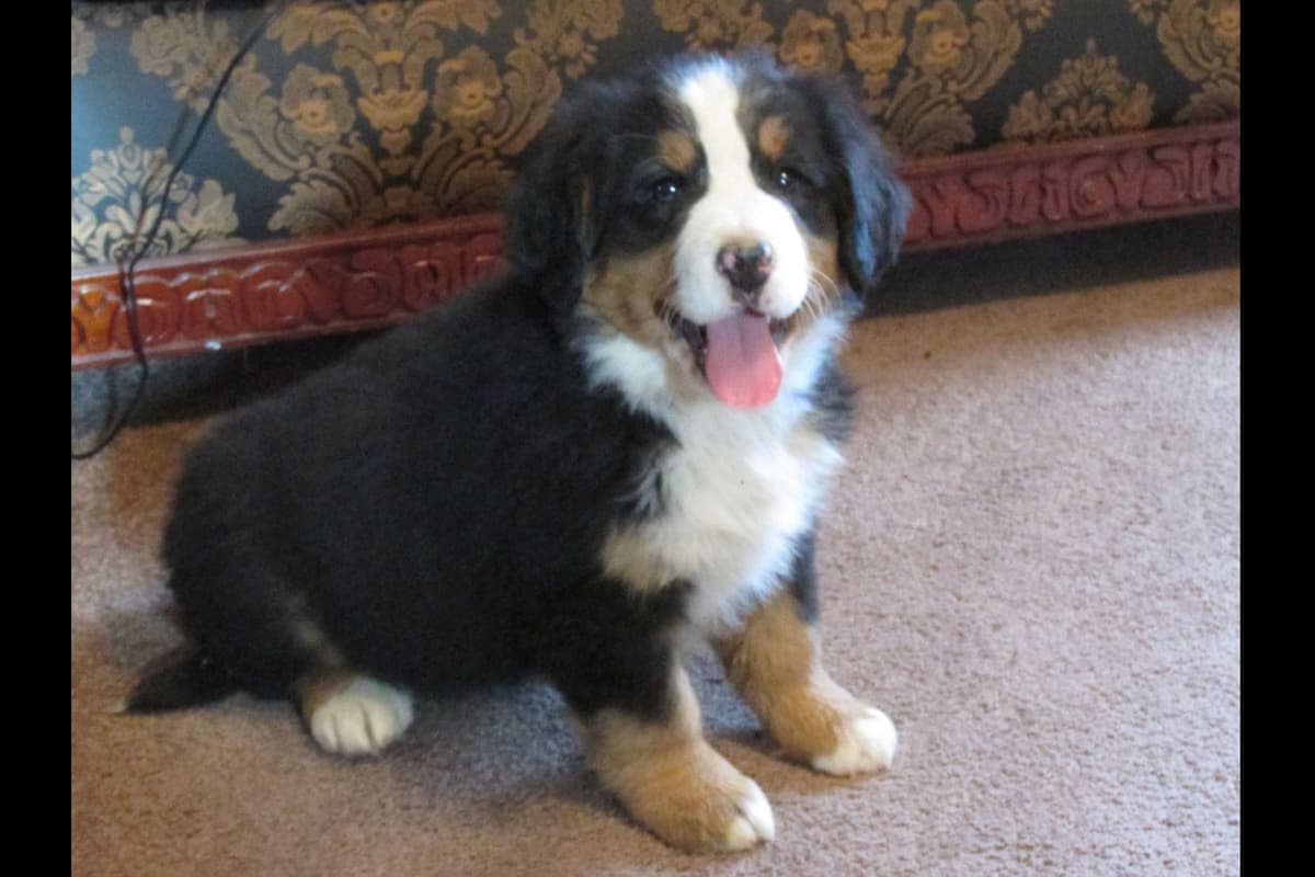 Bernese Mountain Dog Puppies breeder image 4