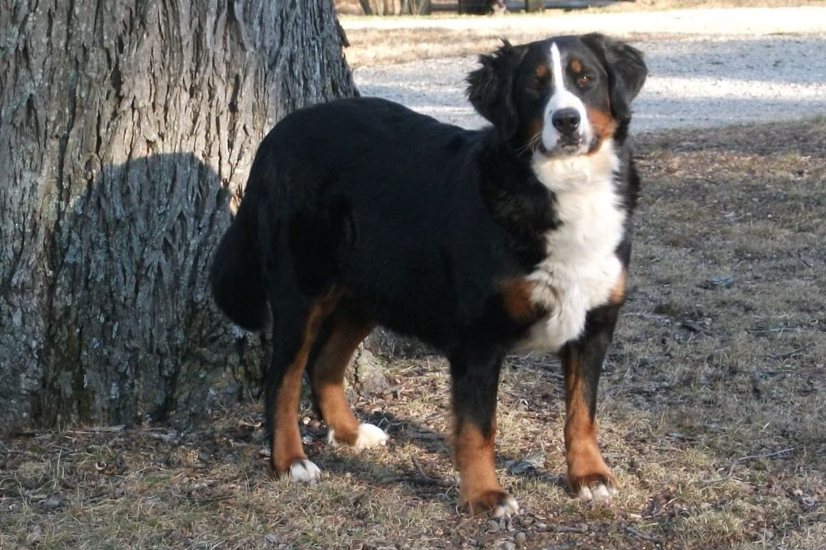 Bernese Mountain Dog Puppies breeder image 3
