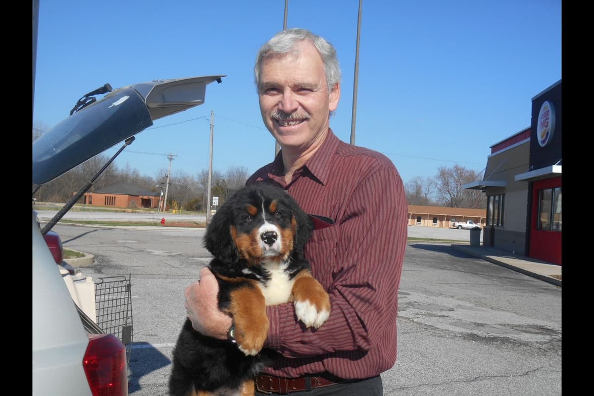 Bernese Mountain Dog Puppies breeder image 1