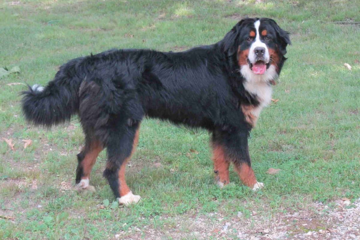 Bernese Mountain Dog Puppies breeder image 5