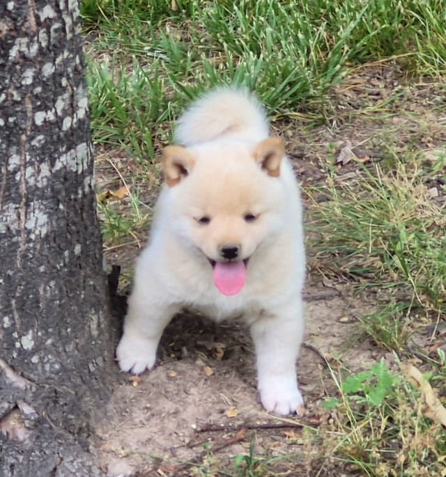 Shiba Inu Puppies media 2
