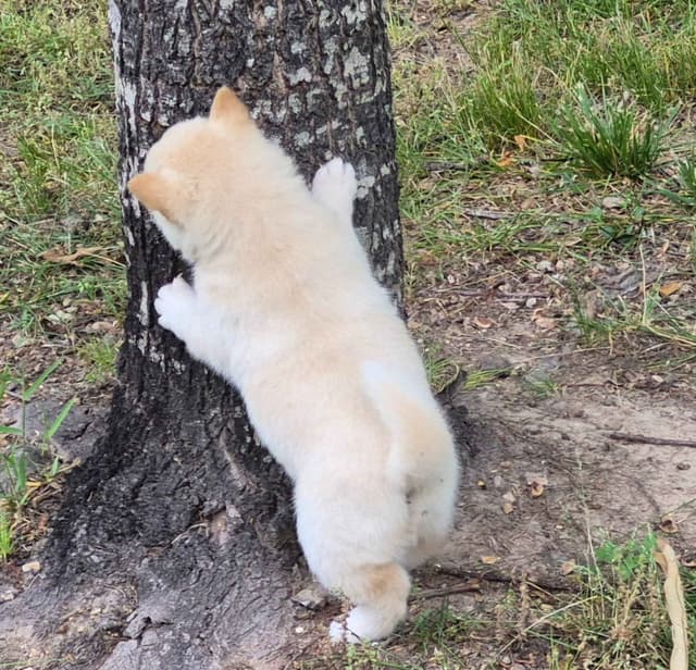 Shiba Inu Puppies media 3