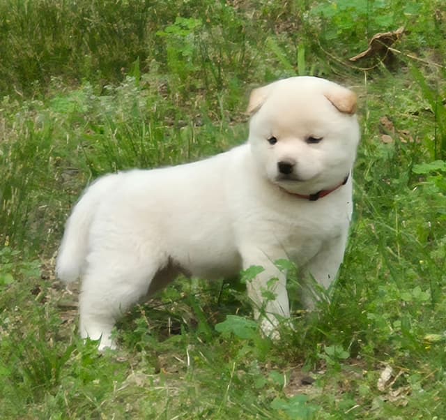 Shiba Inu Puppies media 4