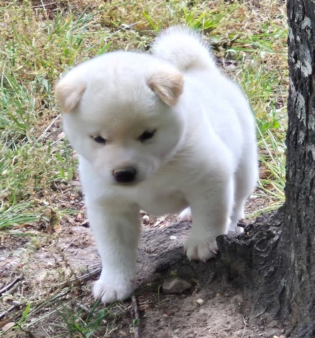 Shiba Inu Puppies media 5