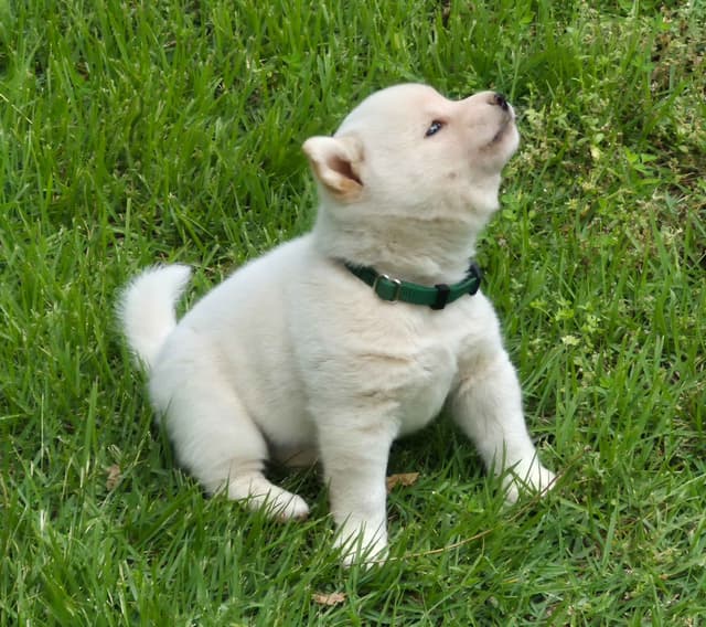 Shiba Inu Puppies media 6
